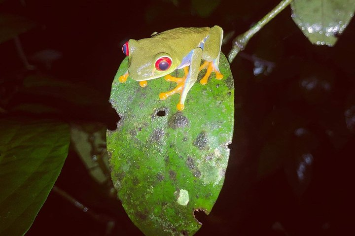 Night walk - Photo 1 of 7